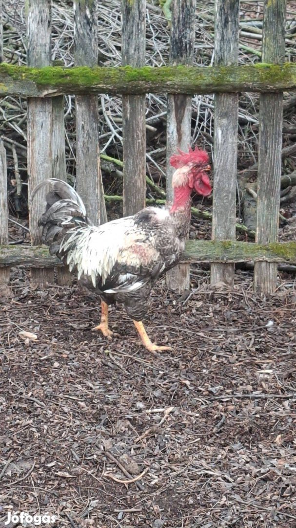 Tanyasi keverék Kakasok