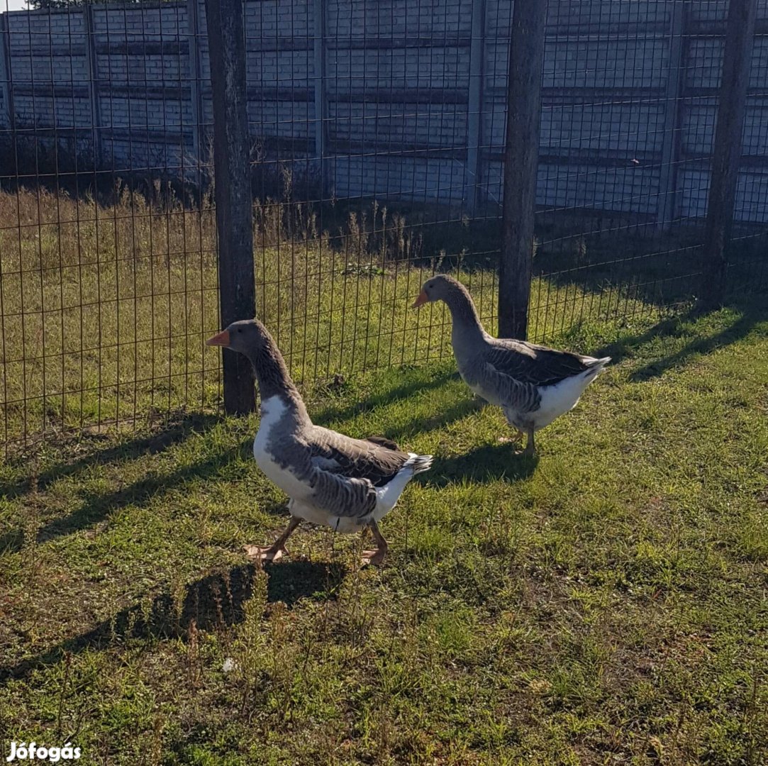 Tanyasi liba , libák eladók