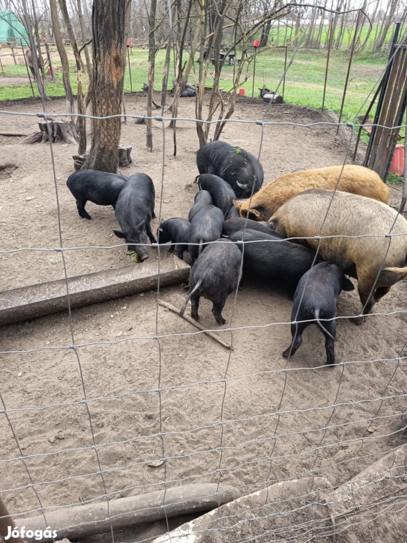 Tanyasi malac, disznó