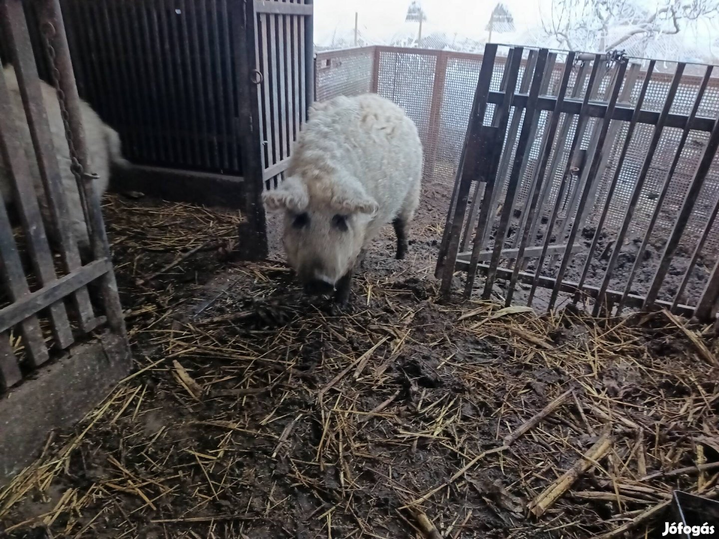 Tanyasi mangalica