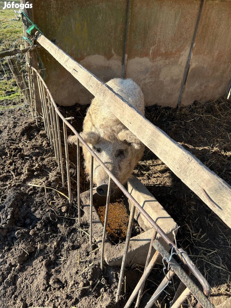 Tanyasi mangalica eladó