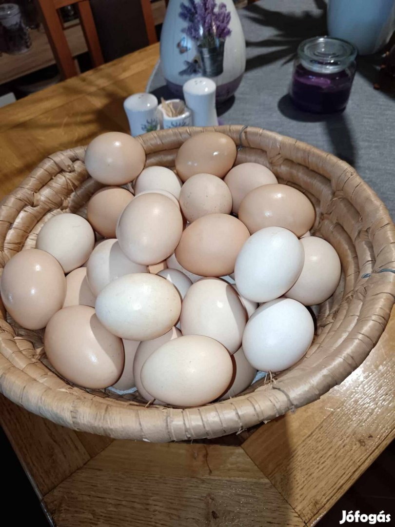 Tanyasi tojás tojások