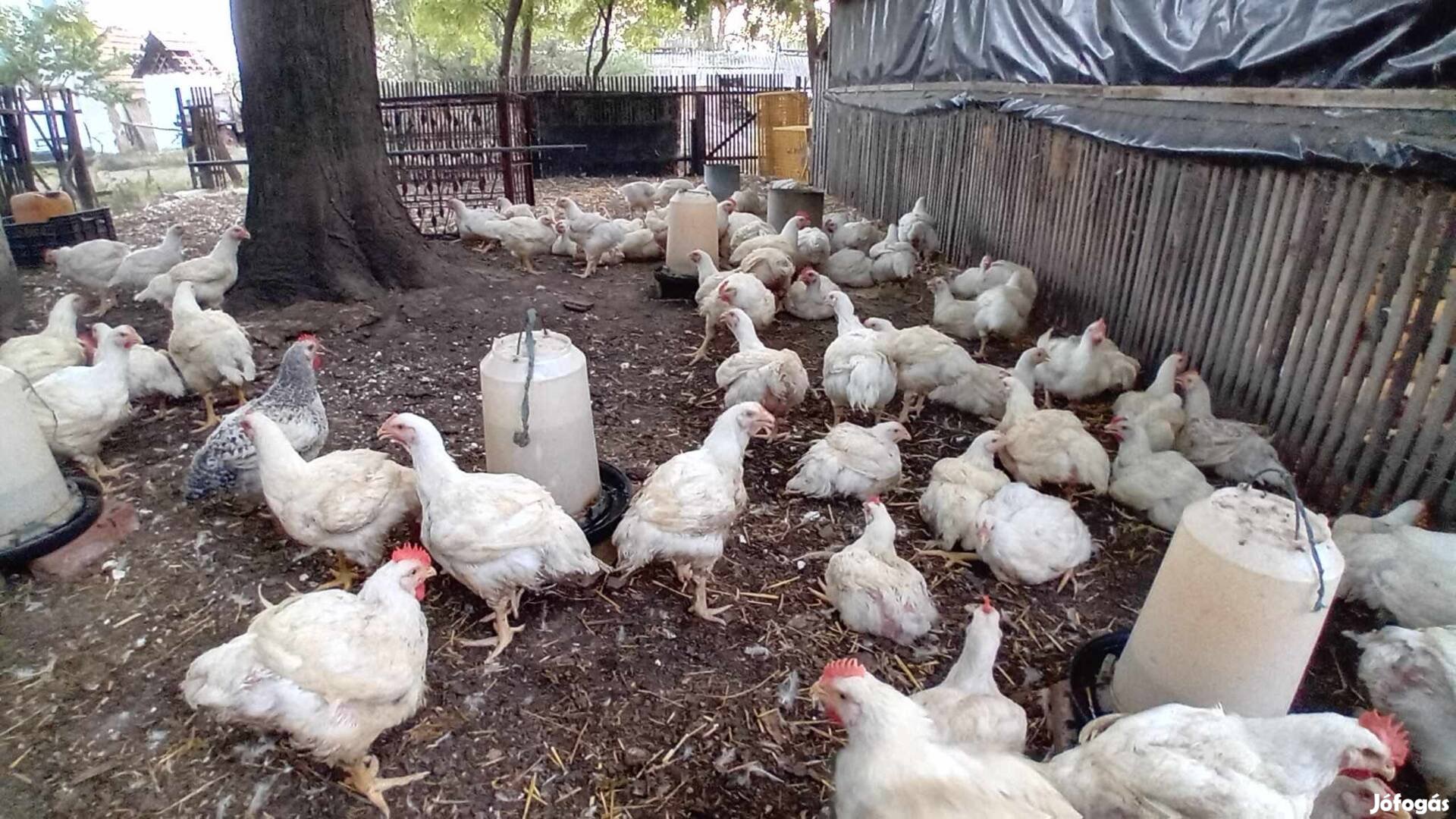 Tanyasi vágó csirke tyúk kakas 