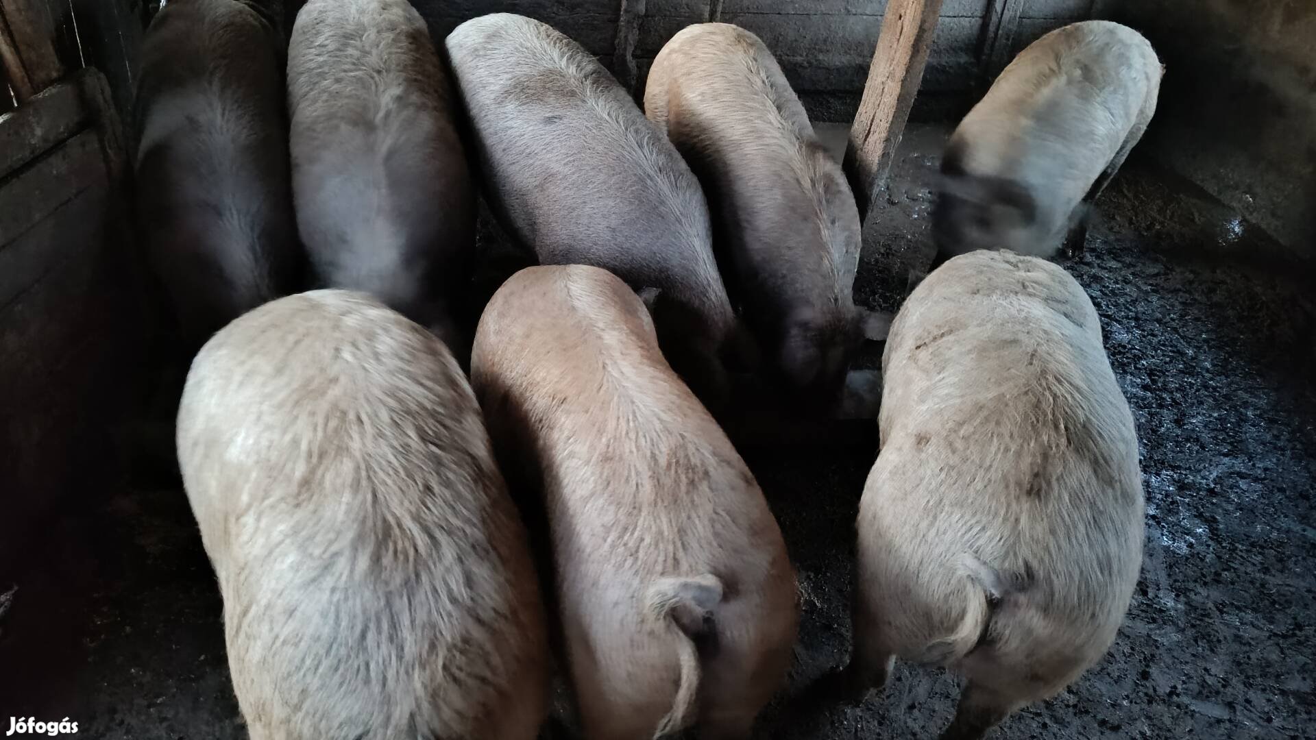 Táp mentes hízók eladók Orosházán! 