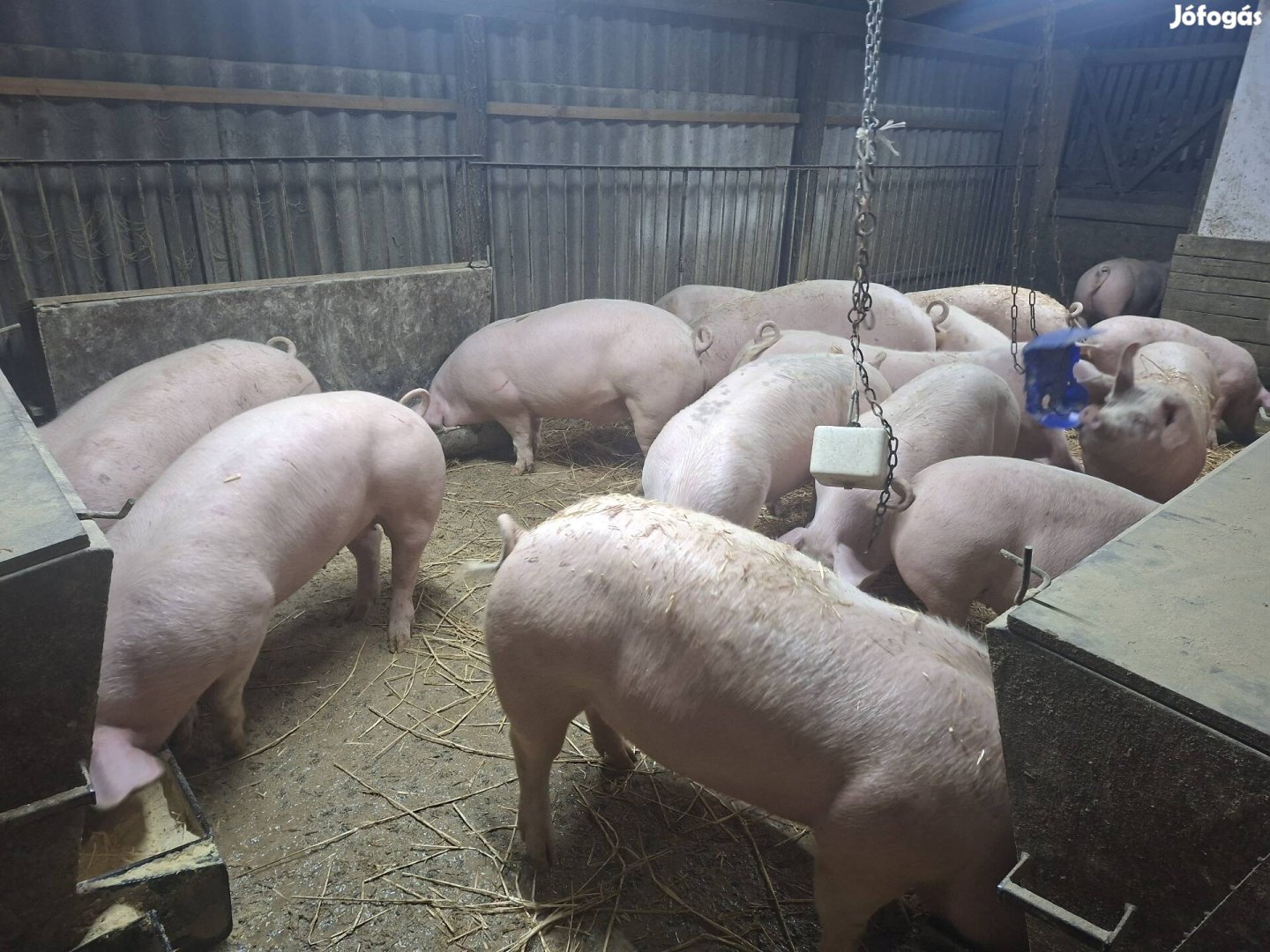 Tápmentes háztáji hízó eladó!