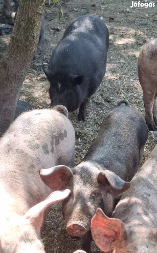 Tápmentes sertés eladó