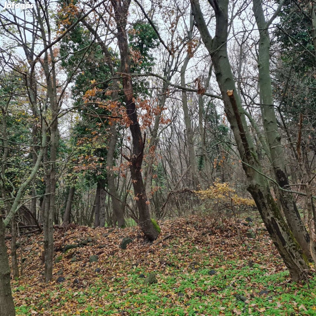 Tapolca külterületén a Hajagos-hegyen erdős telek rommal