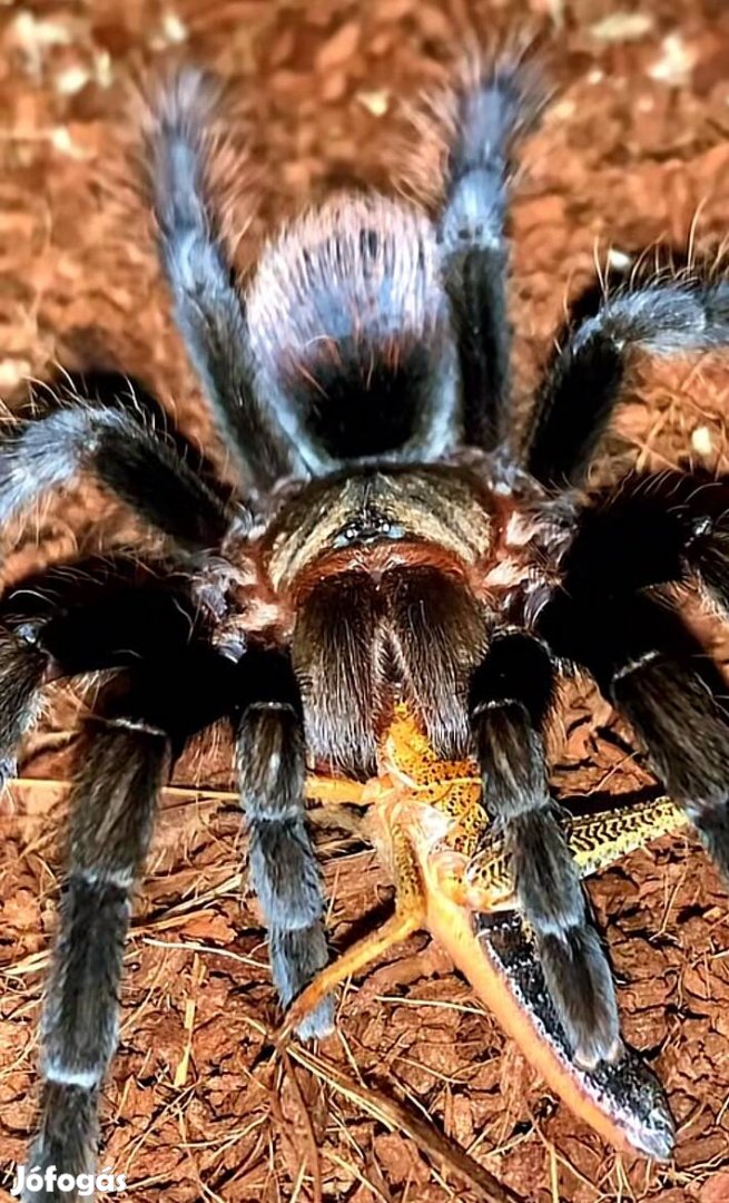 Tarantula,madárpók