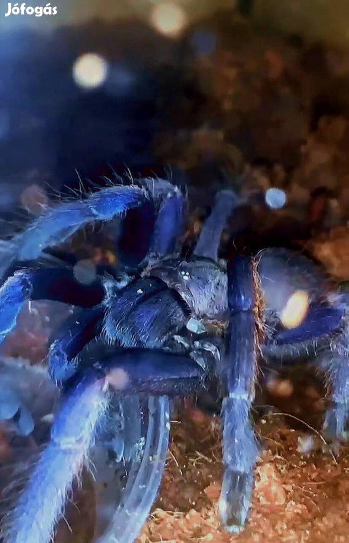 Tarantula,madárpók