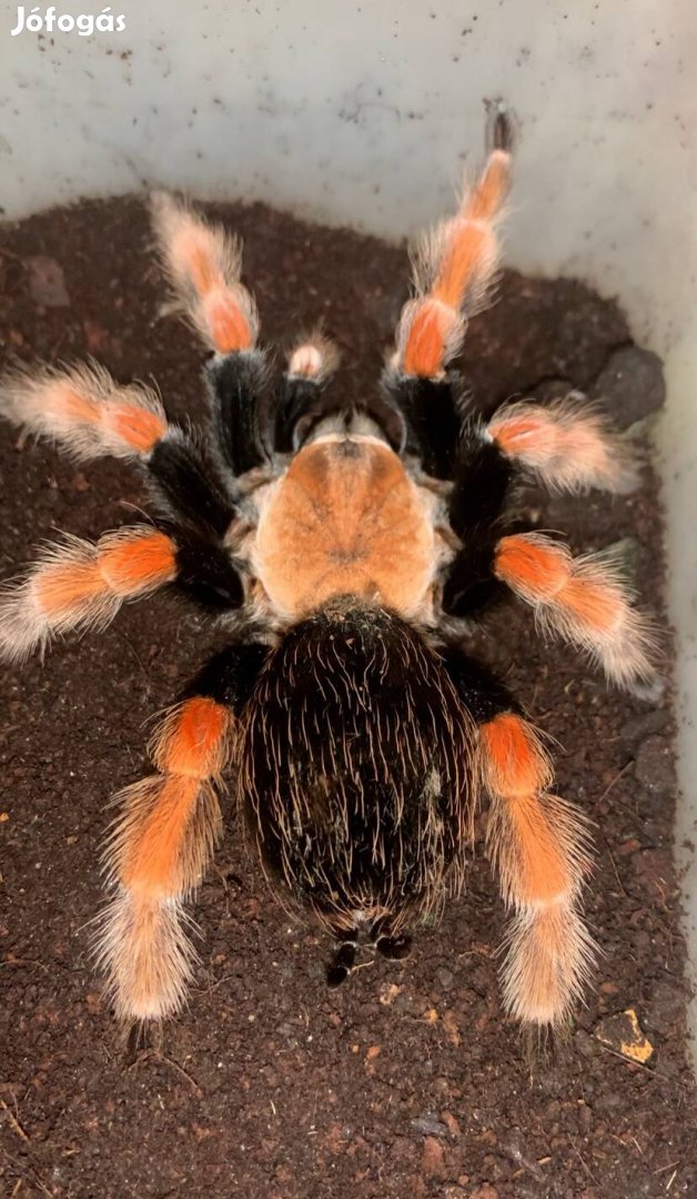 Tarantula,madárpók