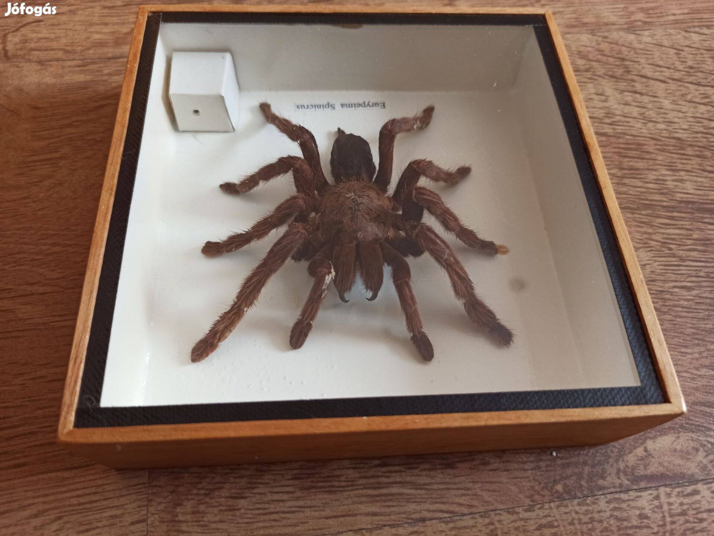 Tarantula pók "Eurypeima Spinicrus"Dekoratív keretben madár pók