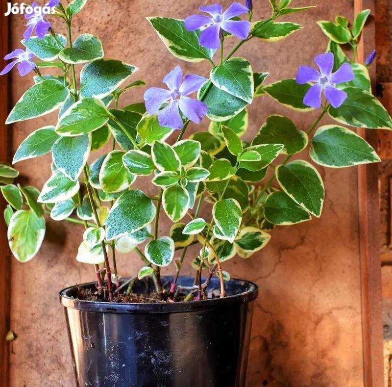 Tarka levelű nagy meténg (Vinca major variegeta)