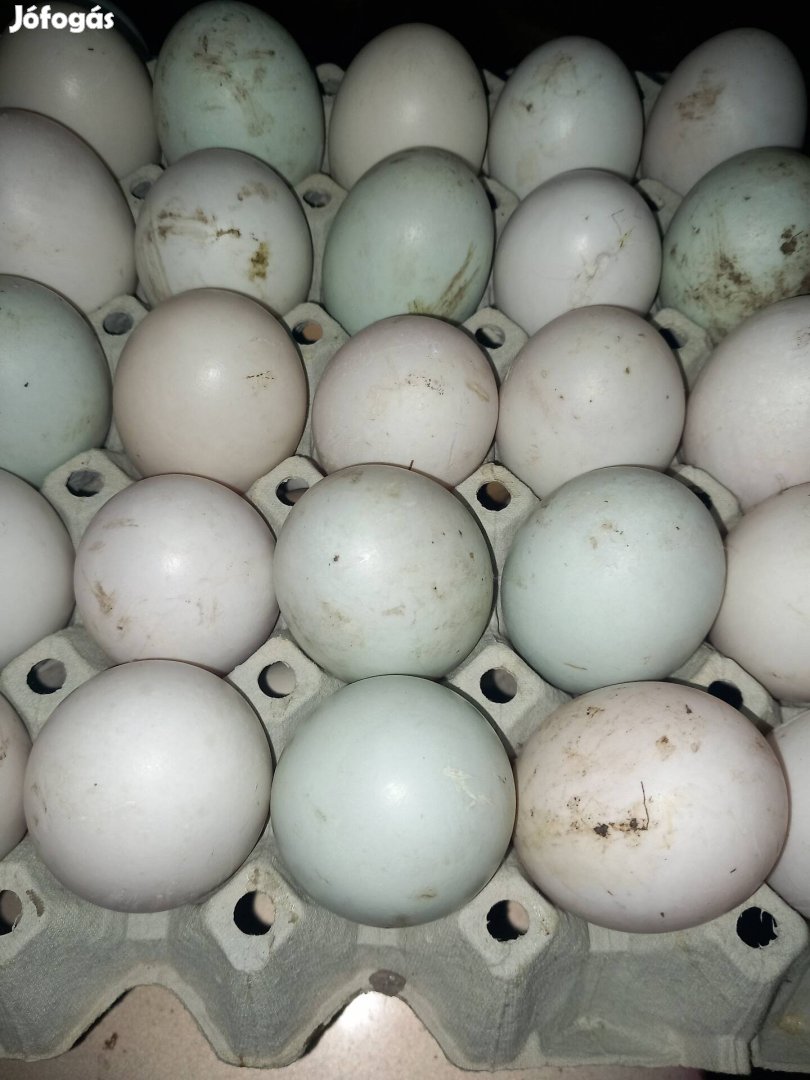 Tarka magyar kacsa  tojás 