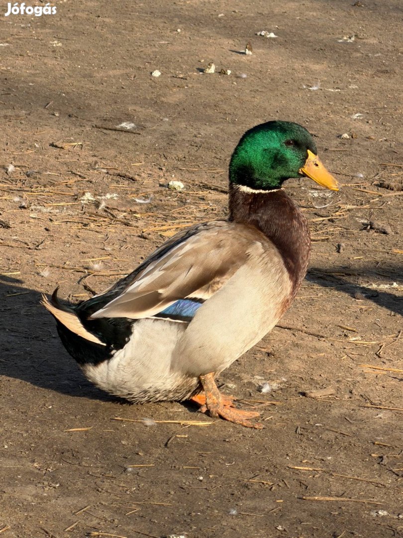 Tarka magyar kacsa tojás