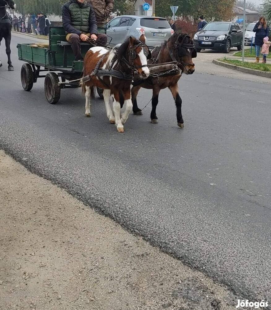 Tarka póni csikó ! 