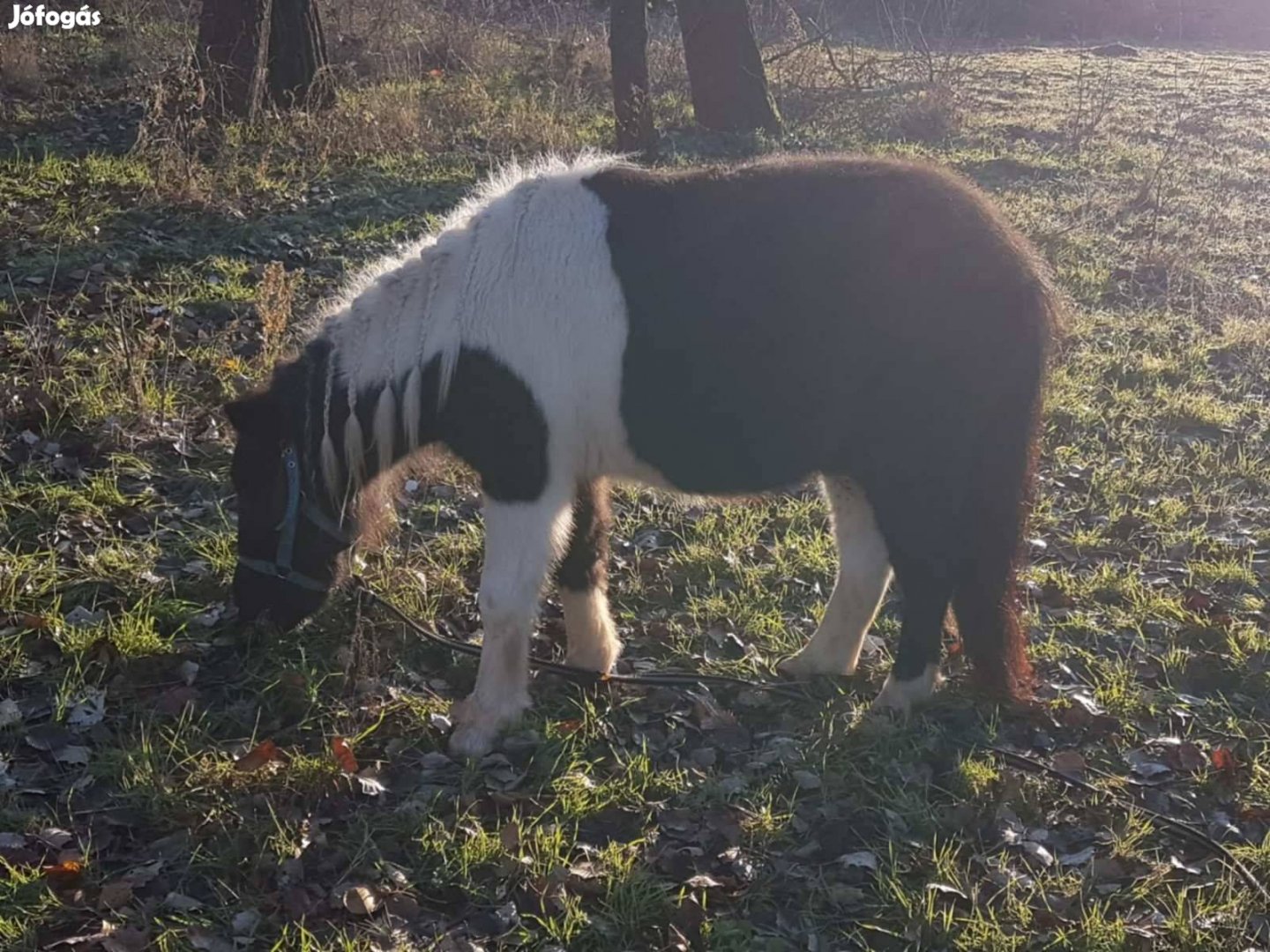 Tarka póni eladó