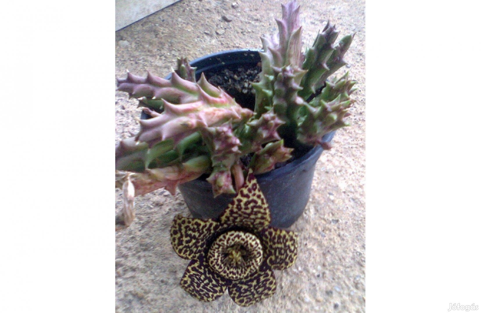 Tarka rendjelvirág (Stapelia variegata), ajándék Jakabliliom hagyma