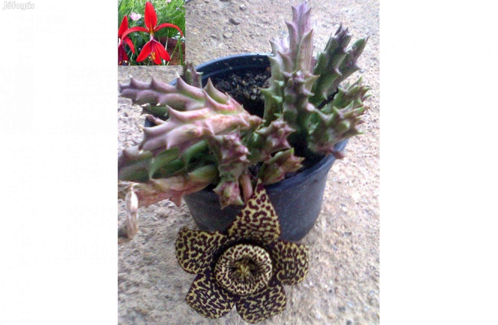 Tarka rendjelvirág (Stapelia variegata), ajándék Jakabliliom hagyma