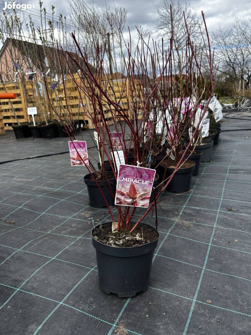 Tarka som cornus alba miracle