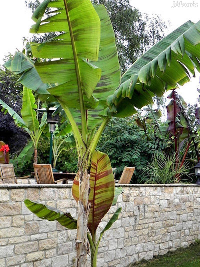 Tarkalevelű Darjeeling banán (Musa hookeri) eladó