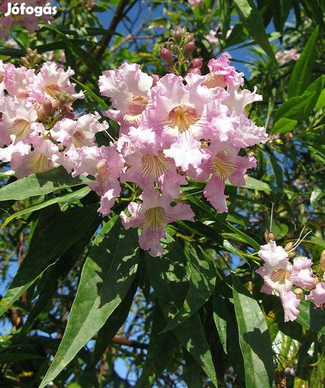 Taskenti trombitafa, chitalpa (× Chitalpa tashkentensis) eladó