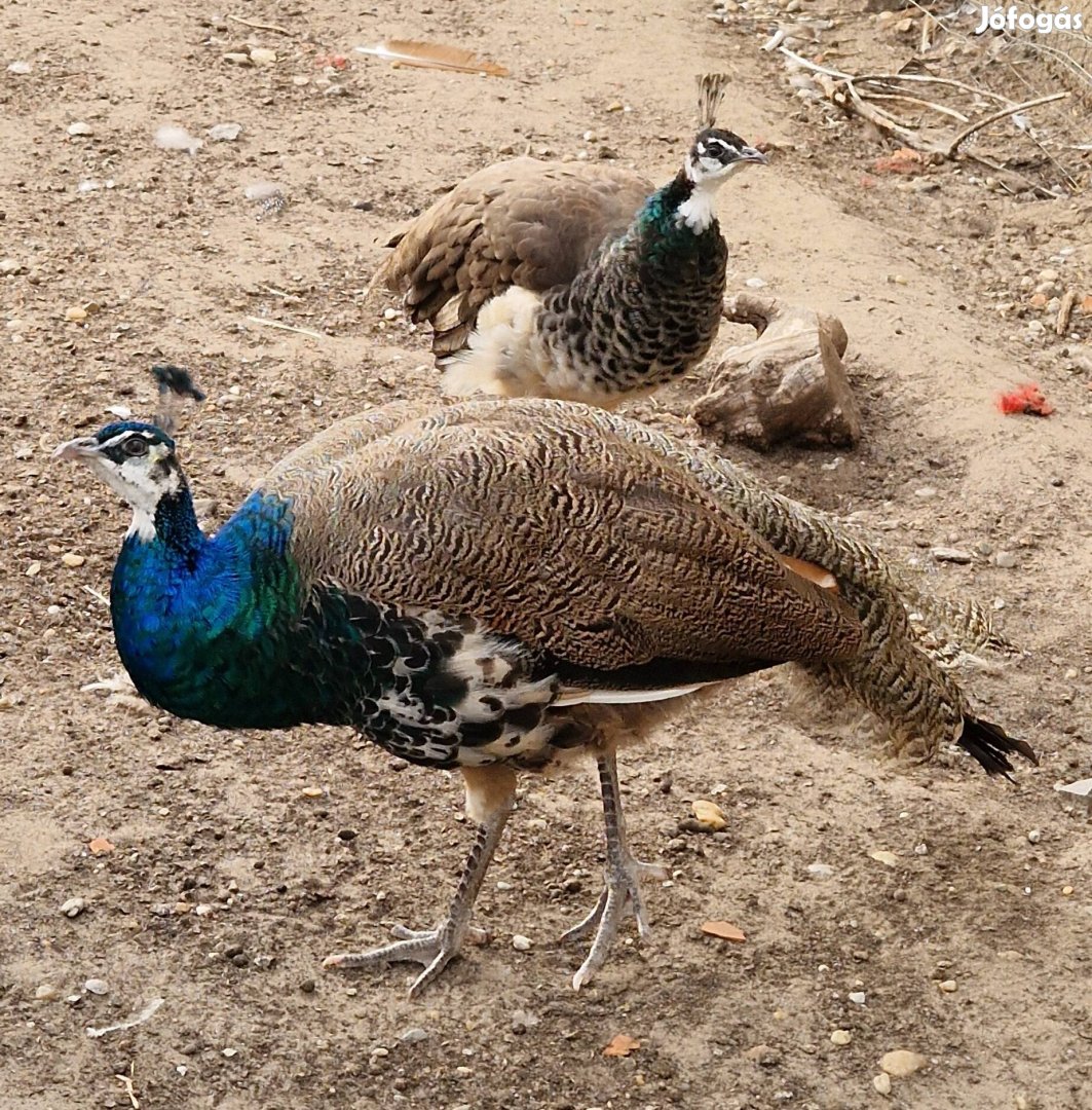 Tavaly nyári kelésű páva tojó és 2 db kakas eladó.