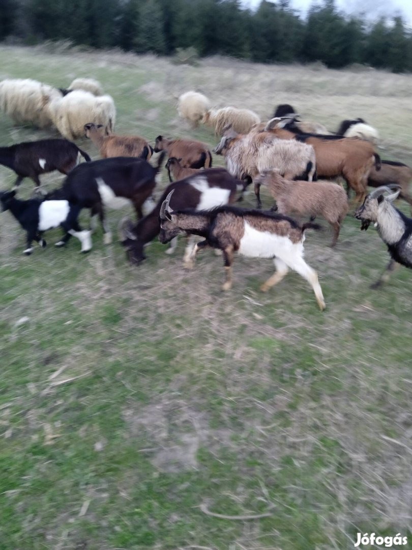 Tavalyi bak kecskék eladók Zalabaksa.