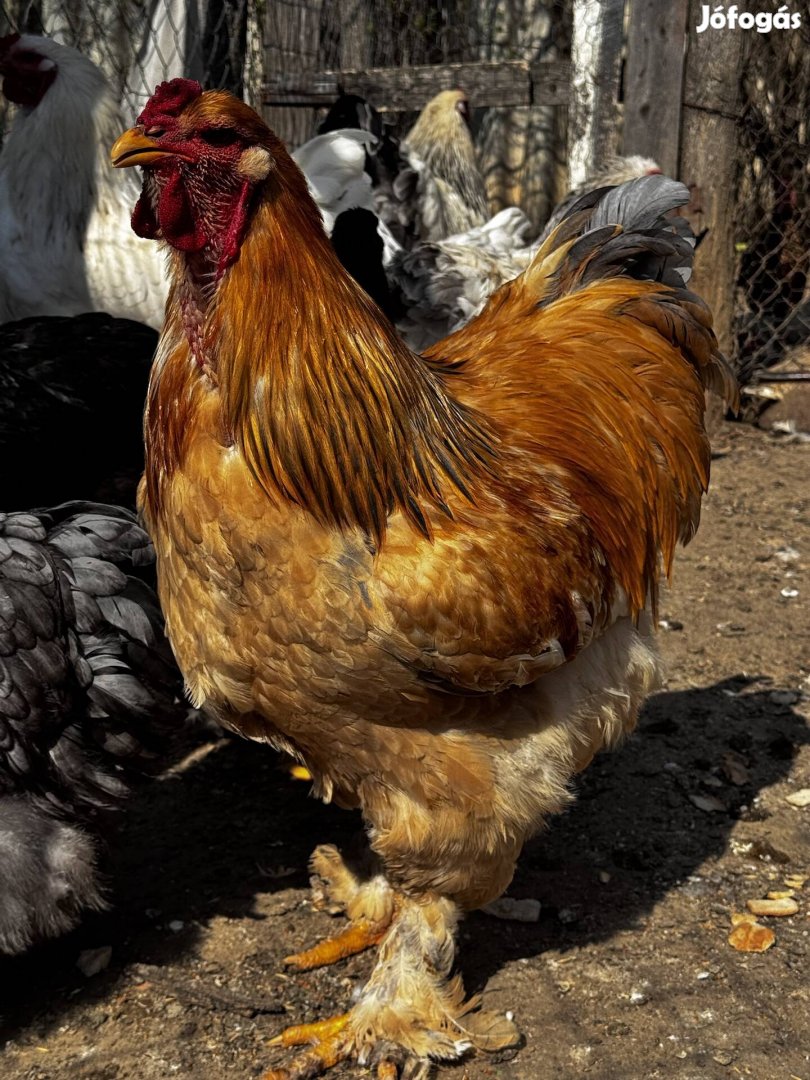 Tavalyi brahma kakasok