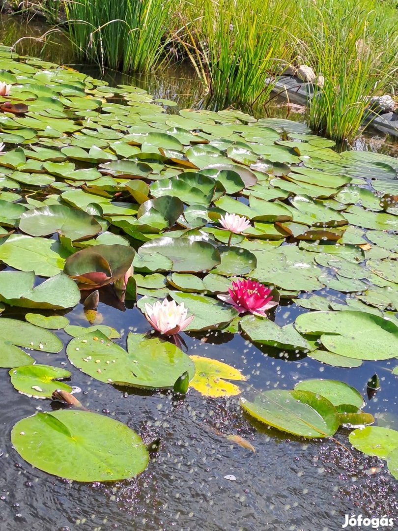 Tavirózsa tövek eladók