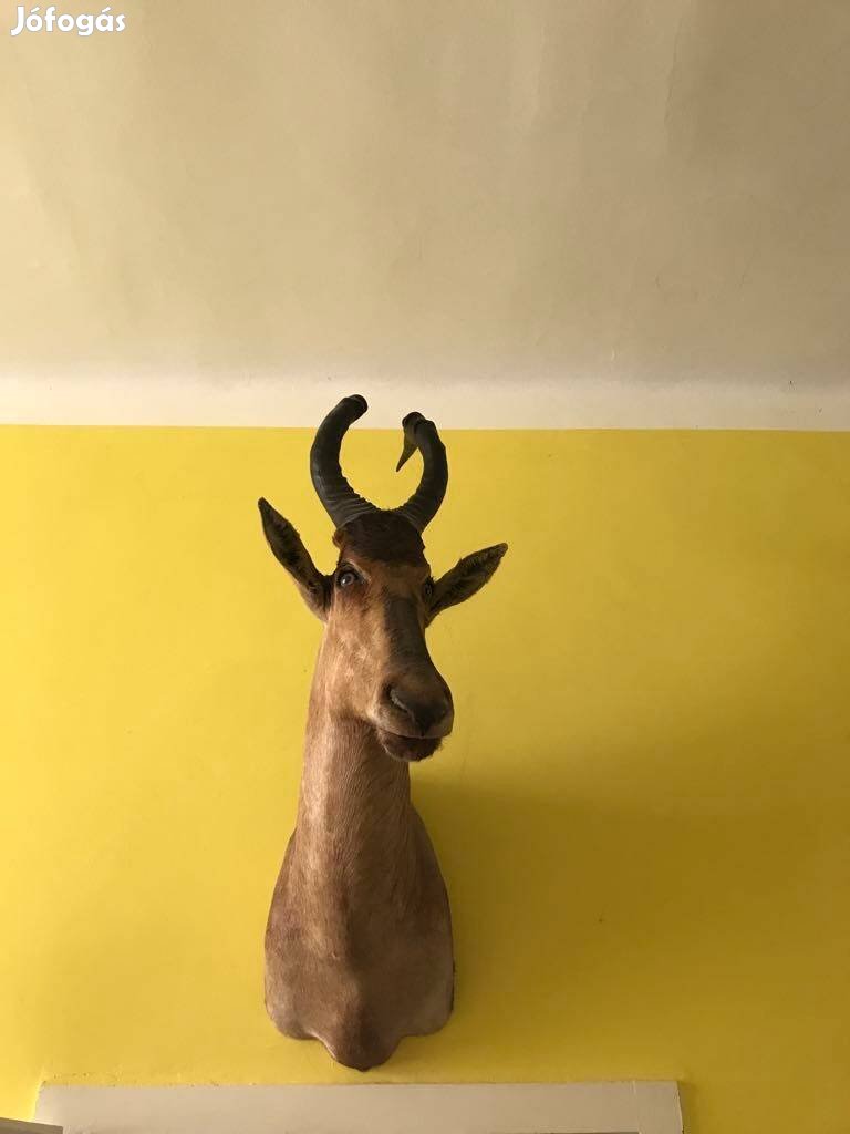 Tehén antilop trófea - afrikai