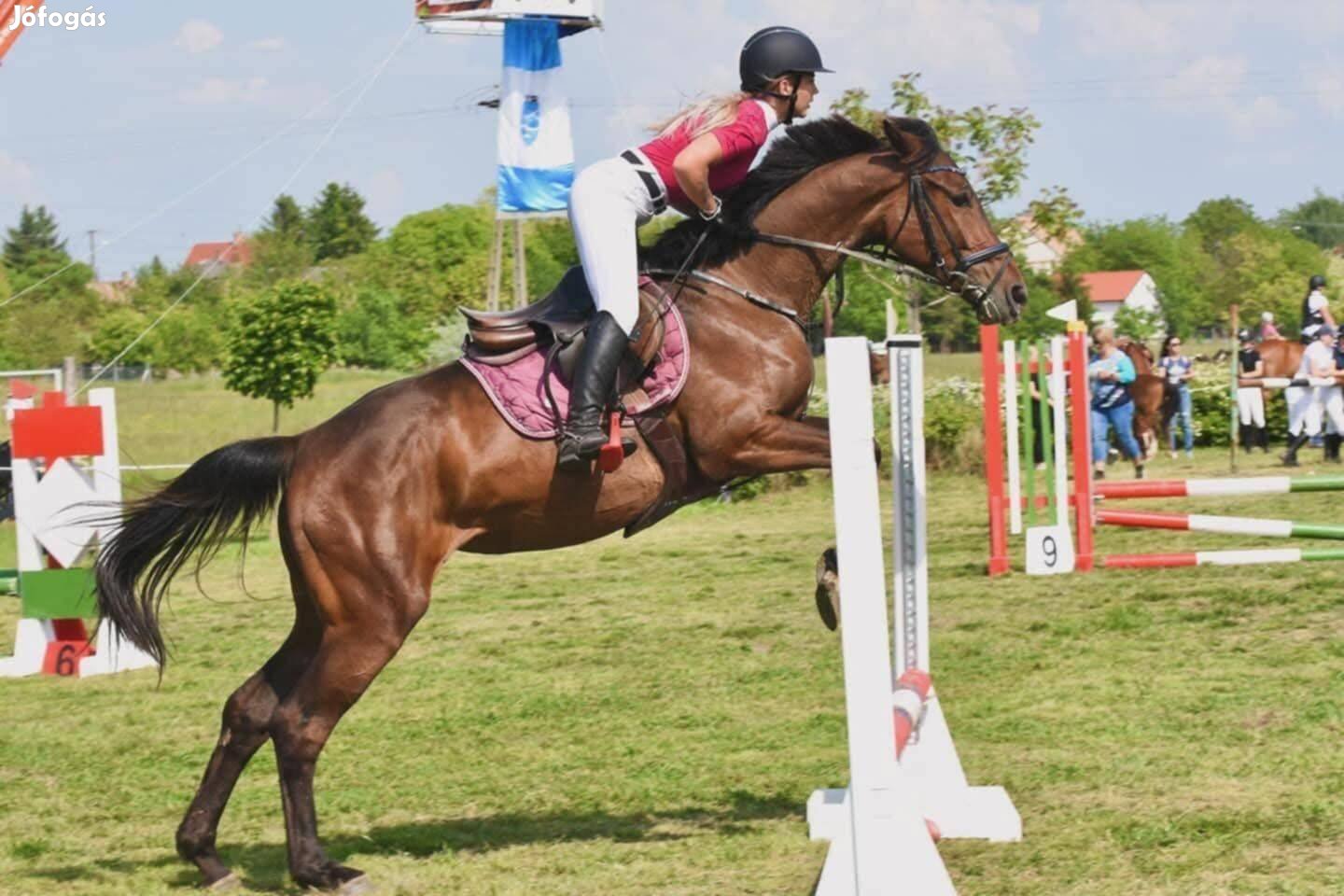 Tehetséges magyar sportló kanca kezdőknek is kiváló