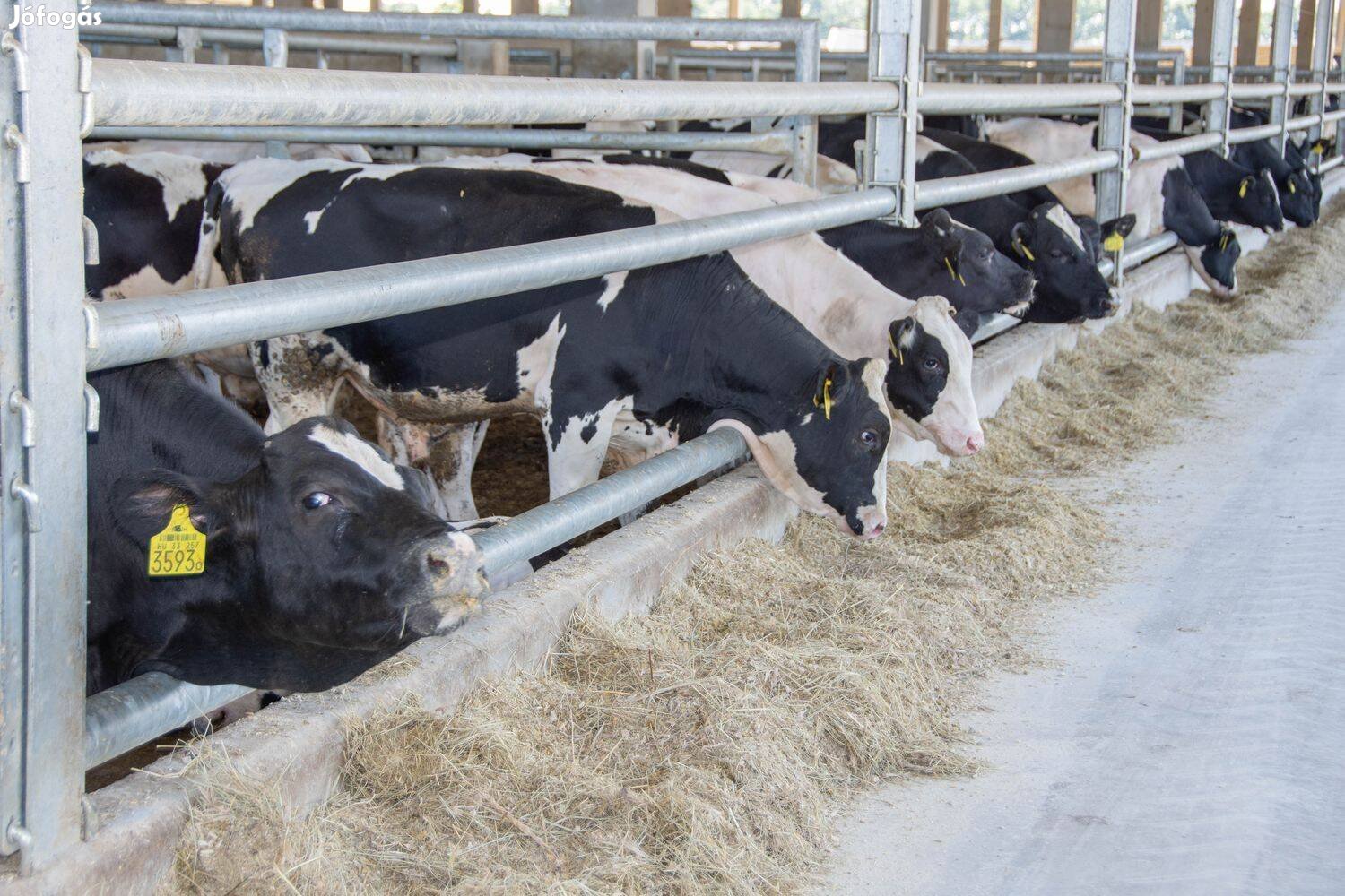 Tejelő szarvasmarha telep állatgondozó munkatárasakat keres