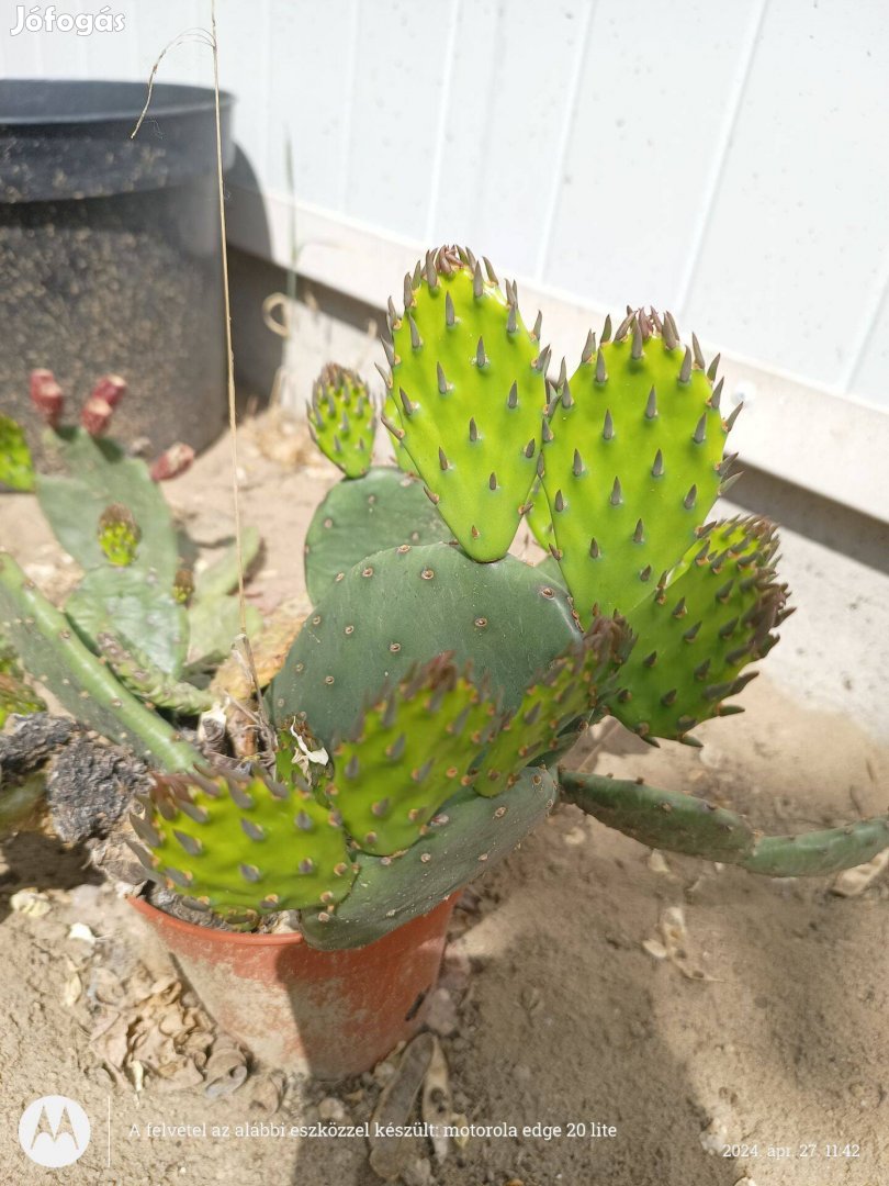 Télálló kaktusz