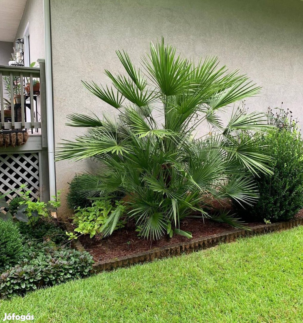 Télálló pálma magok! 30db, Lószőrpálma Chamaerops Humilis