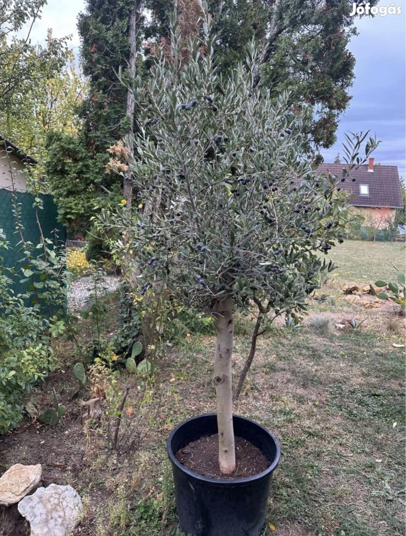 Télálló termő olajfa olajbogyó olive mediterrán növény