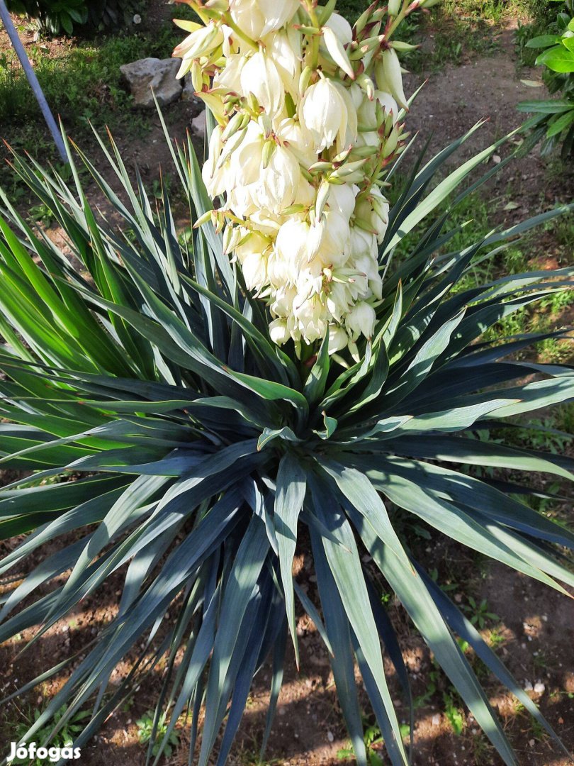 Télálló yucca gloriosa /pompás pálmaliliom/