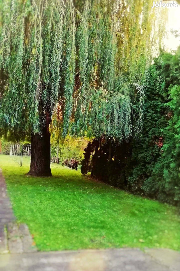 Telek a Lövölde út frekventált részén