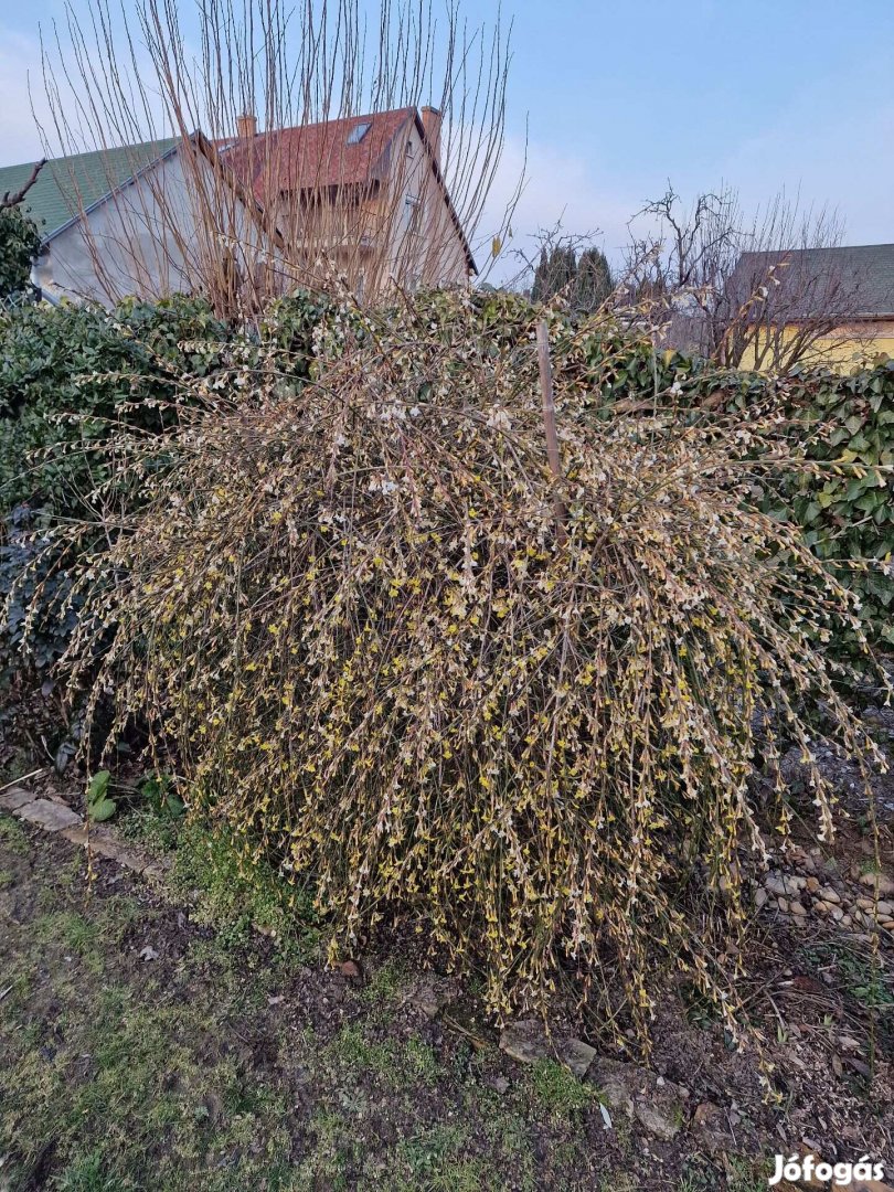 Téli jázmin (Jasminum nudiflorum) gyökeres növények konténerben