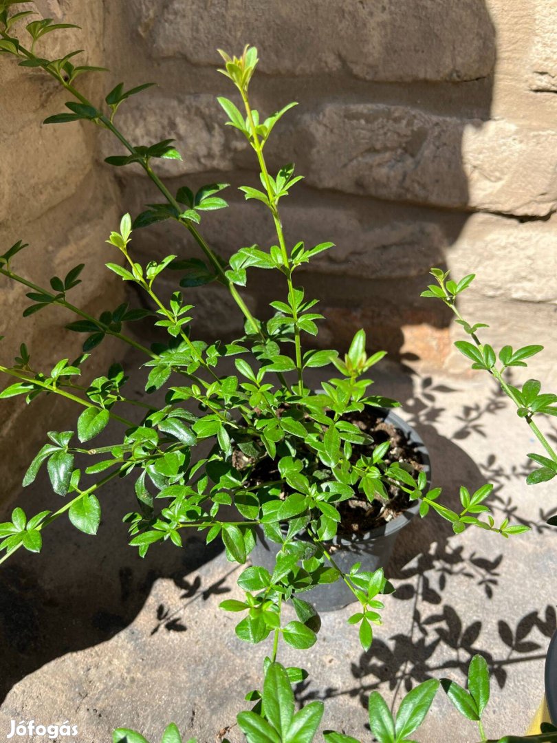 Téli jázmin - Jasminum nudiflorum