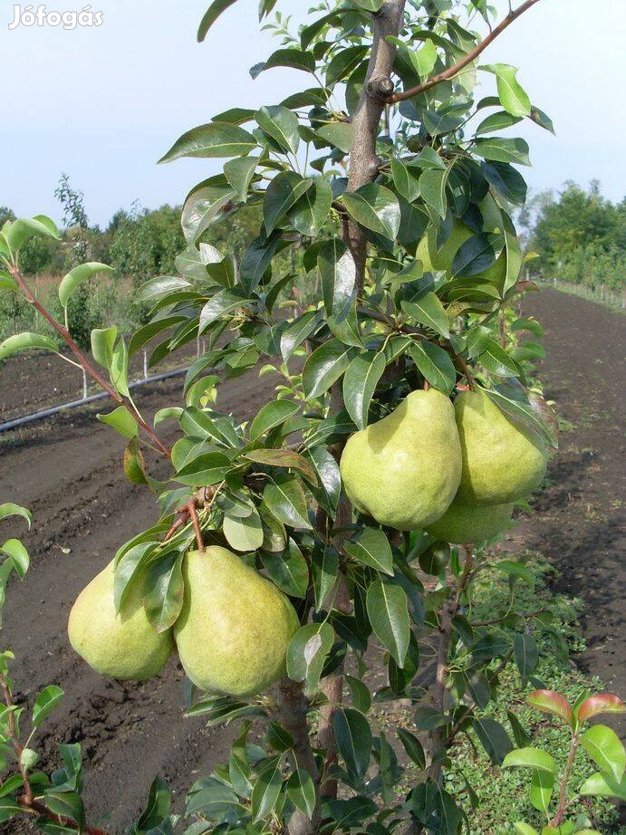 Téli körte Packhams Triumph Pyrus konténeres gyümölcsfa oltvány