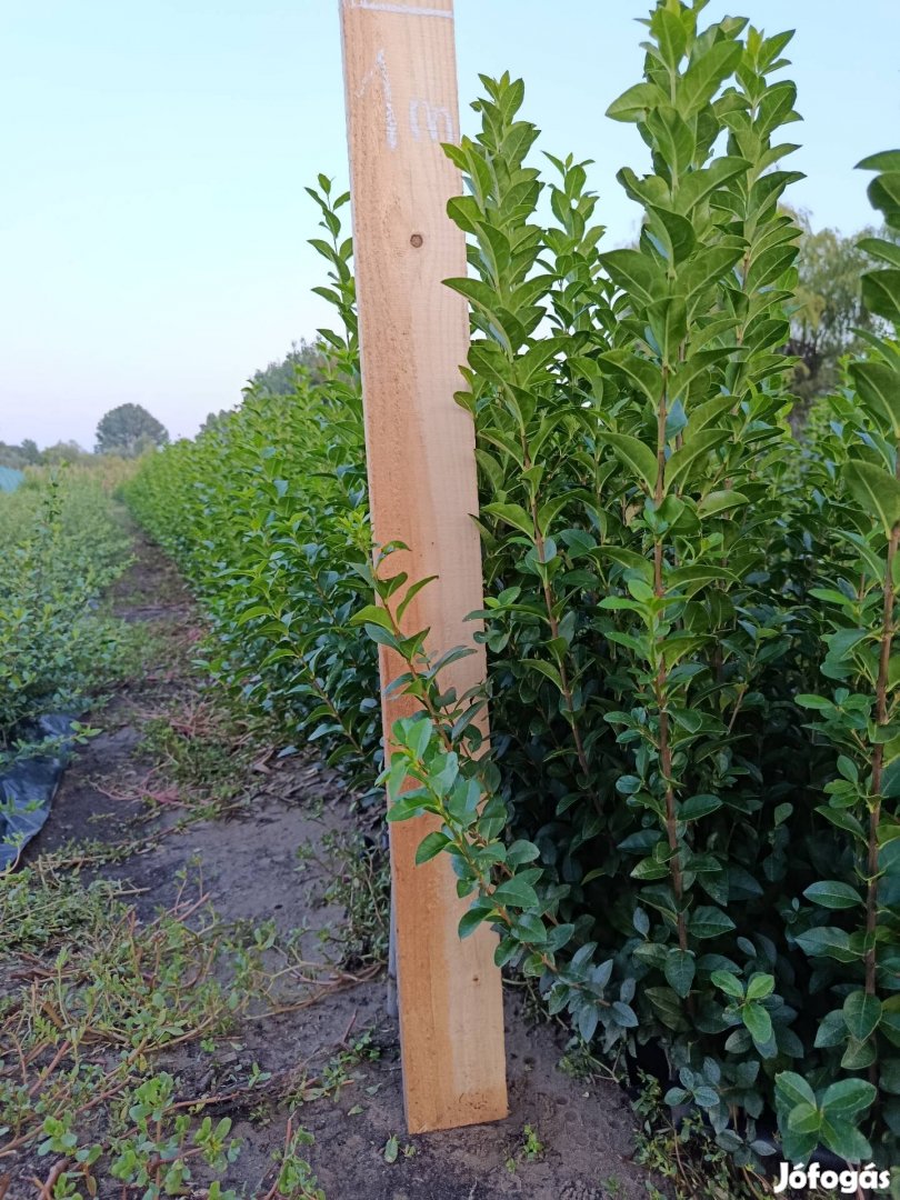 Téli zöld fagyal csemeték eladók.