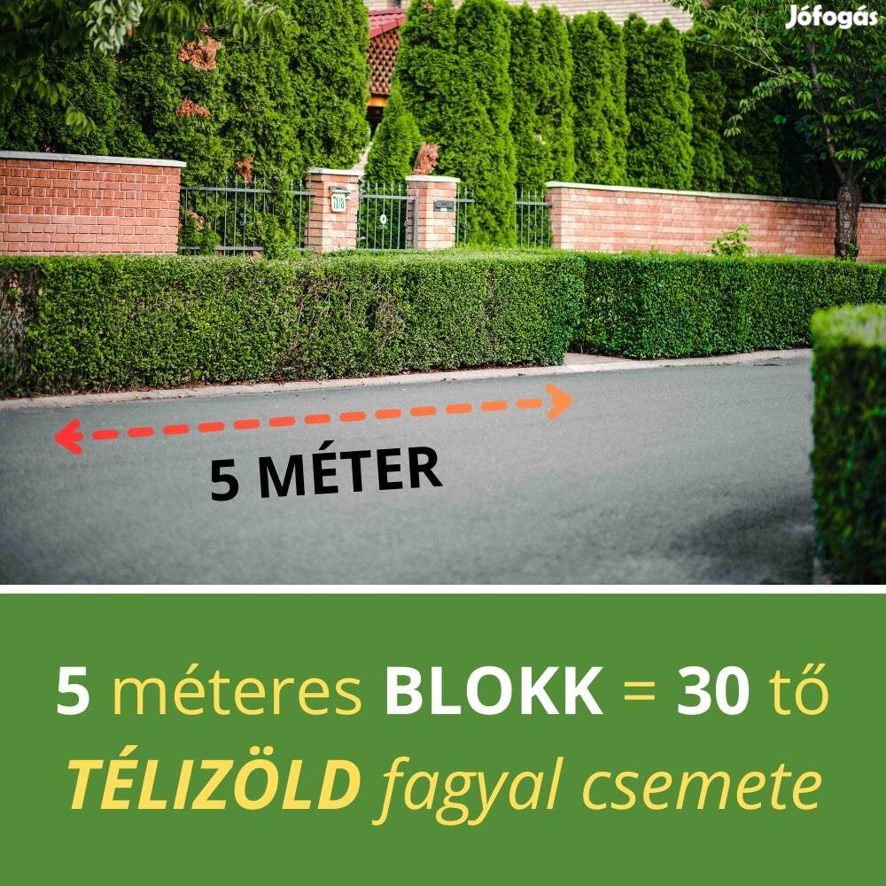 Télizöld fagyal blokk (5 méterre)