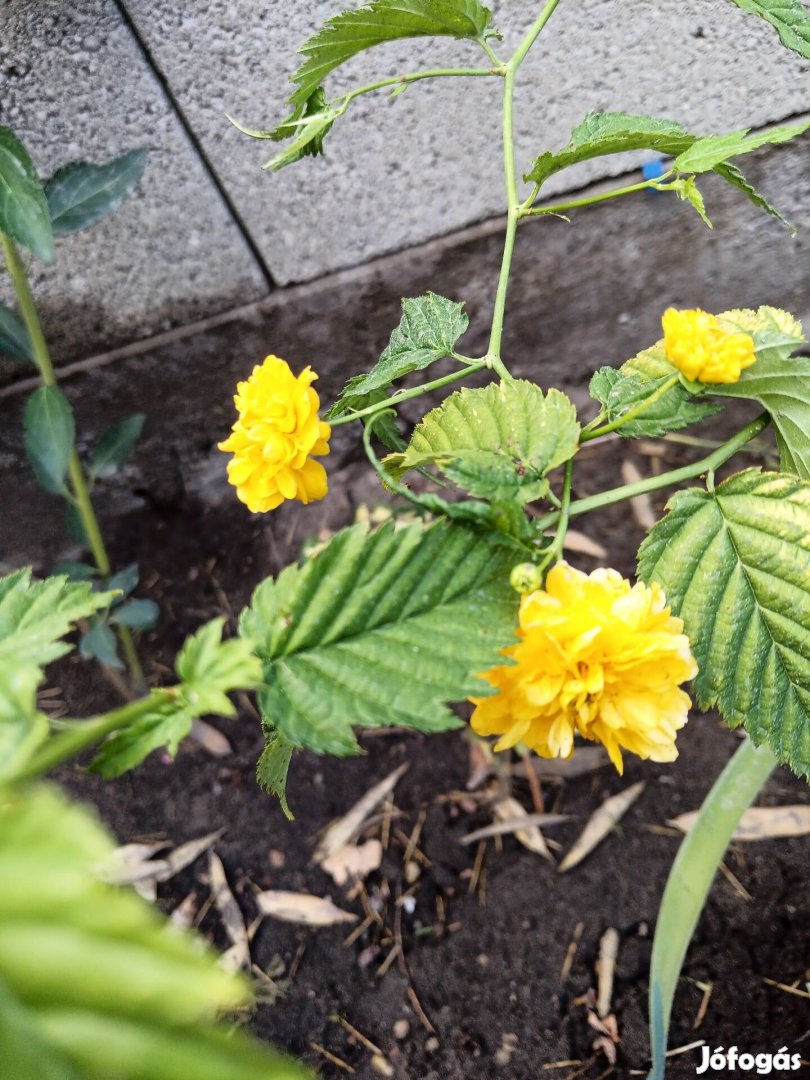 Teltvirágú boglárka cserje