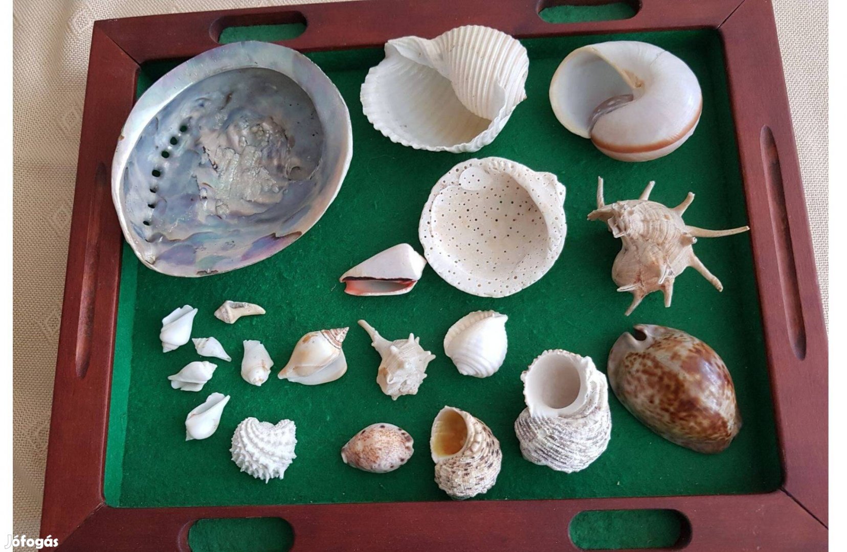 Tengeri Kagyló és Csigaház Gyűjtemény, 20 db-os eladó