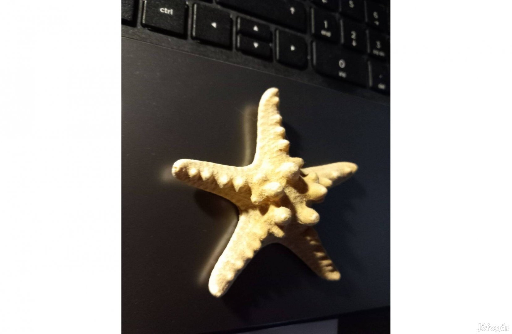 Tengeri csillag 8 cm , 2,5 cm magas