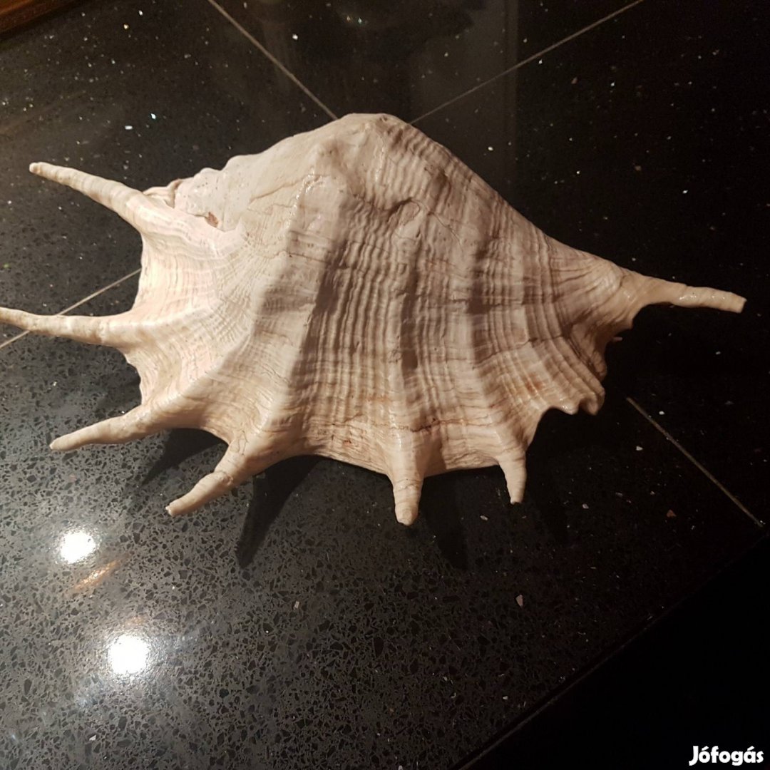 Tengeri kagyló nagy méret