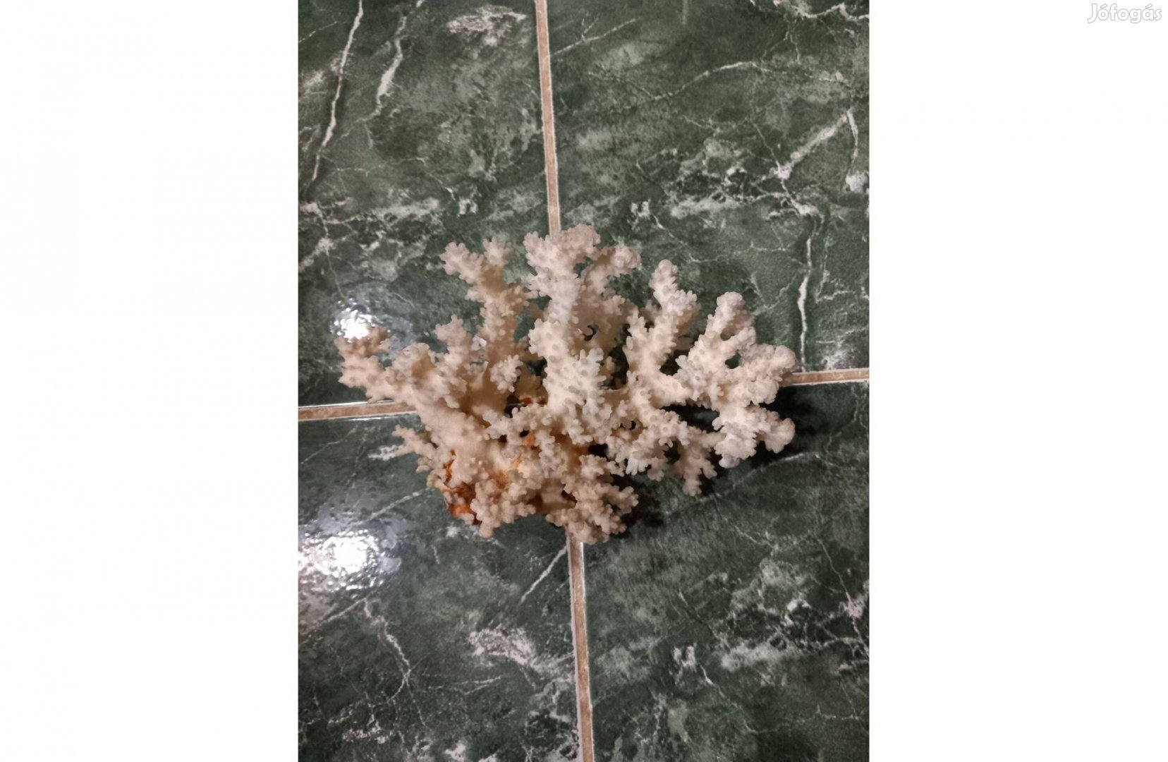 Tengeri korall 22 x 15 cm