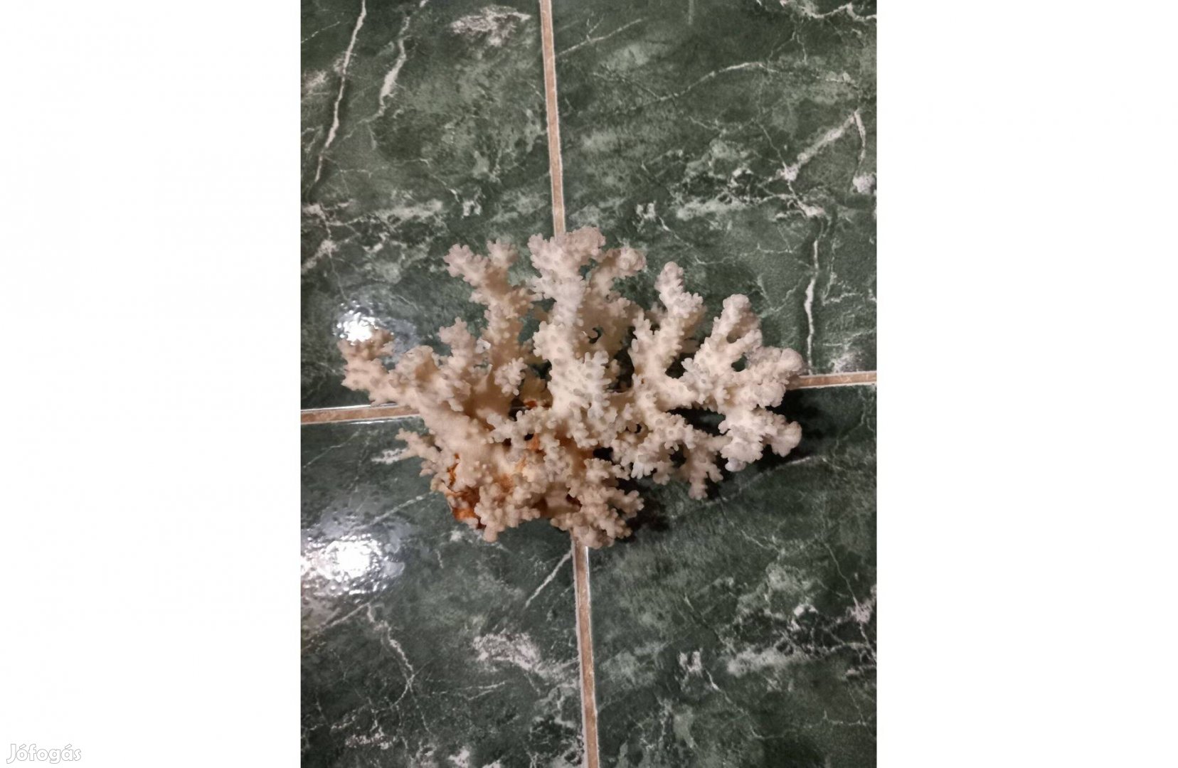 Tengeri korall 22 x 15 cm