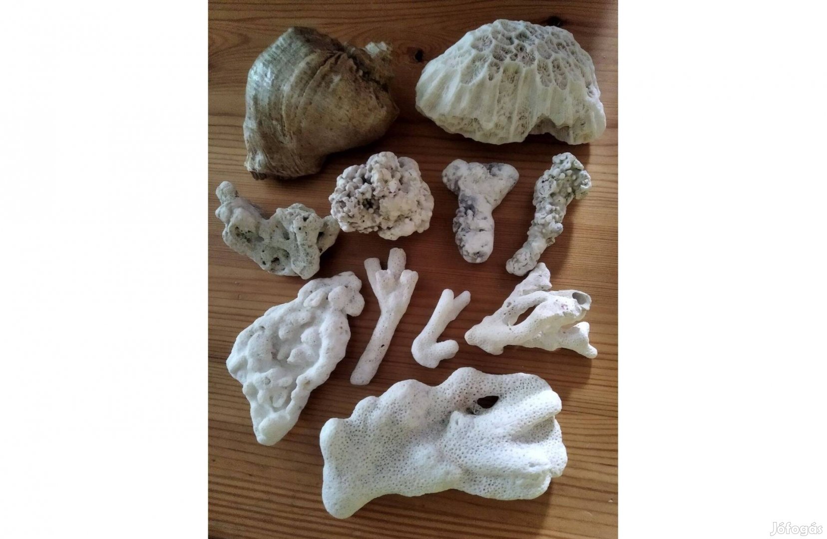 Tengeri korall gyűjtemény eladó!