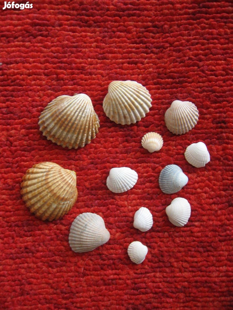 Tengeri shell kagylók vegyes méretben
